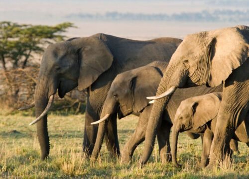 How to Choose the Right Safari Tour for Your Family