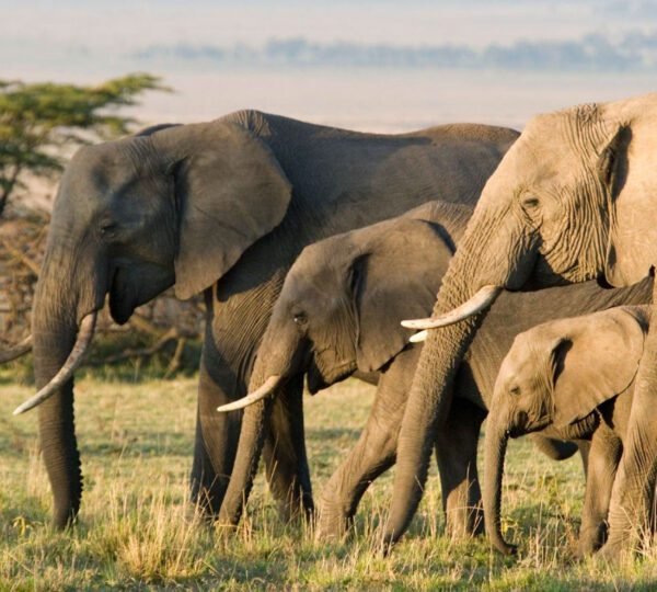 How to Choose the Right Safari Tour for Your Family