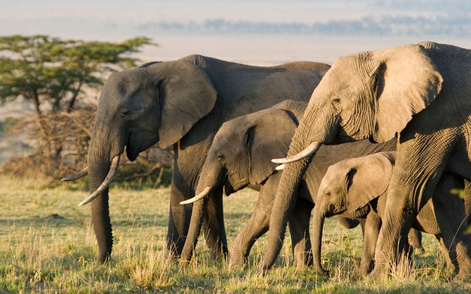 Wildlife Spotlight: The African Elephant