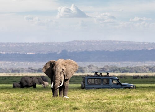 Best Time to Go on Safari: Seasonal Highlights and Wildlife Spotting