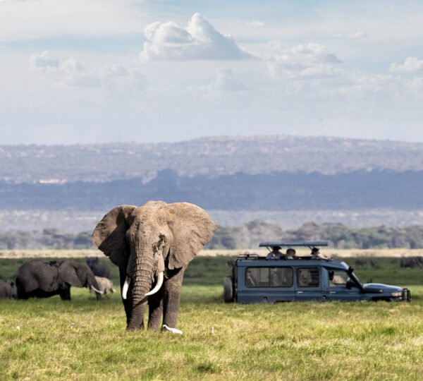 Best Time to Go on Safari: Seasonal Highlights and Wildlife Spotting