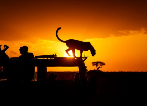 Night Safaris in Tanzania: An Exciting Twist on Wildlife Viewing