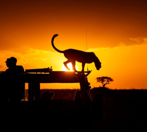 Night Safaris in Tanzania: An Exciting Twist on Wildlife Viewing