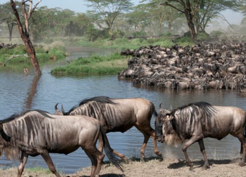 The Great Migration: Witnessing Nature’s Spectacle in Tanzania