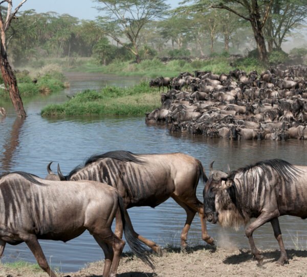 The Great Migration: Witnessing Nature’s Spectacle in Tanzania