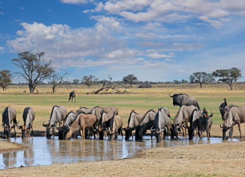 Ultimate Guide to Planning Your First African Safari