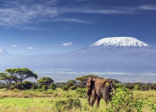 The Wildlife of Kilimanjaro: Flora and Fauna Along the Trek