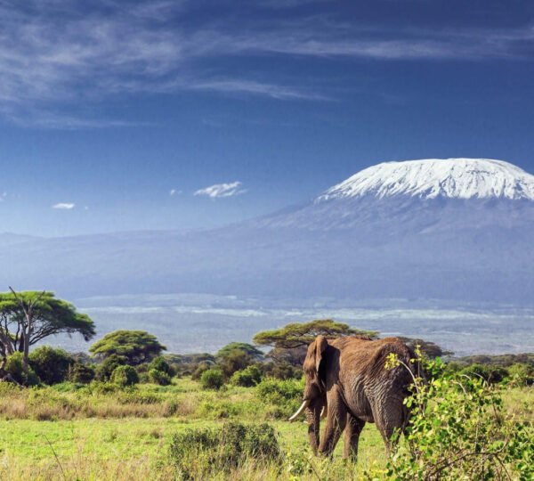 The Wildlife of Kilimanjaro: Flora and Fauna Along the Trek