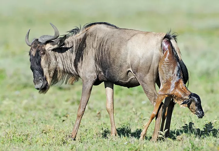 Wildebeest mother and newborn calf on the Ndutu plains
