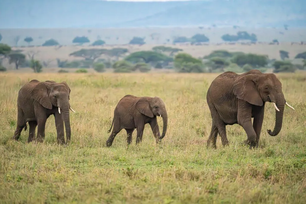 Serengeti-National-Park-Tanzania-Africa_-126-1024x683