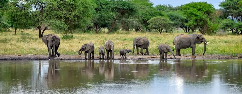 elephants-tarangire national Park