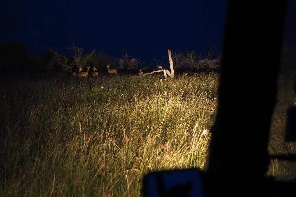 Night Game Drives