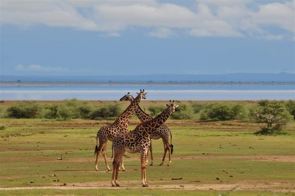 Tanzania safari landscape and wildlife