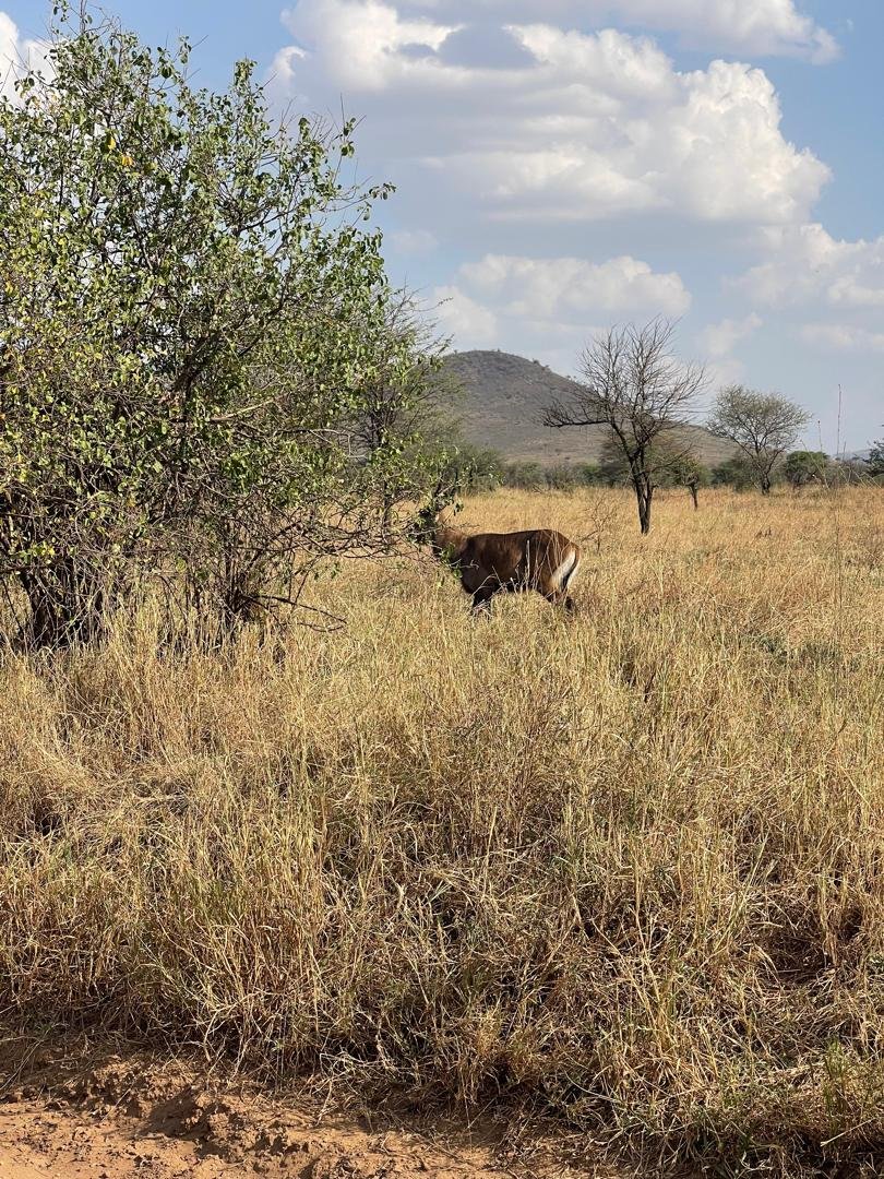 Guests enjoying a wildlife safari in Tanzania