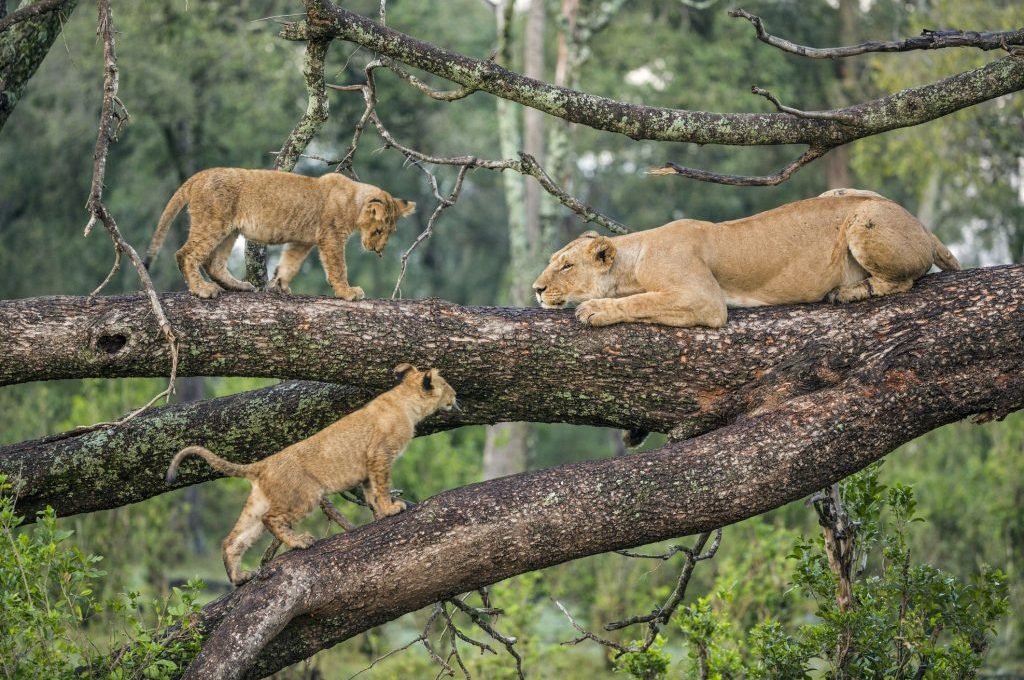 Activities-in-Lake-Manyara-National-Parkss-1024x683