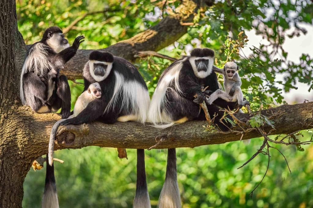 Arusha National Park2