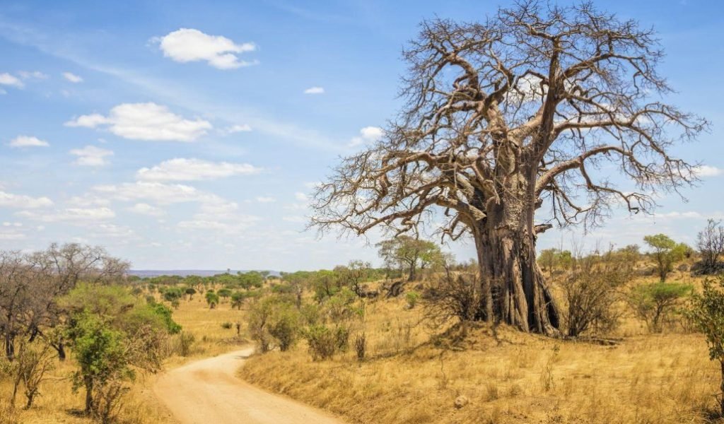 Trangire National Park