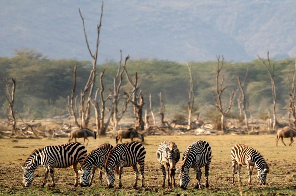 Lake_Manyara2