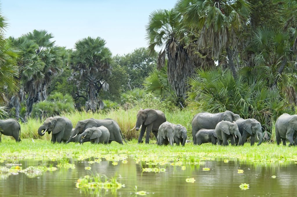 Selous1