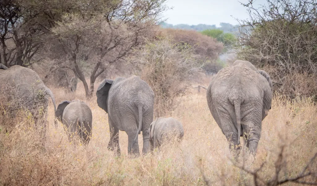 Tarangire National park