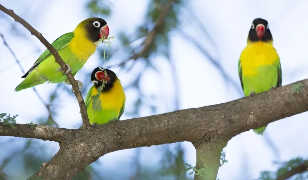 Trangire National Park