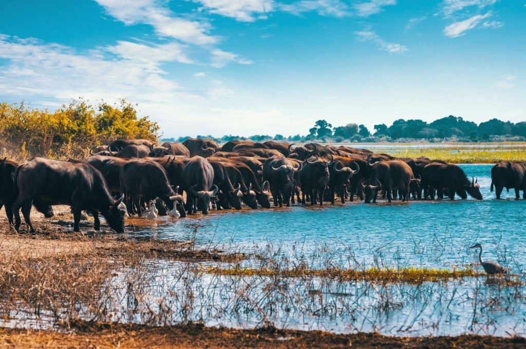 lake manyara3