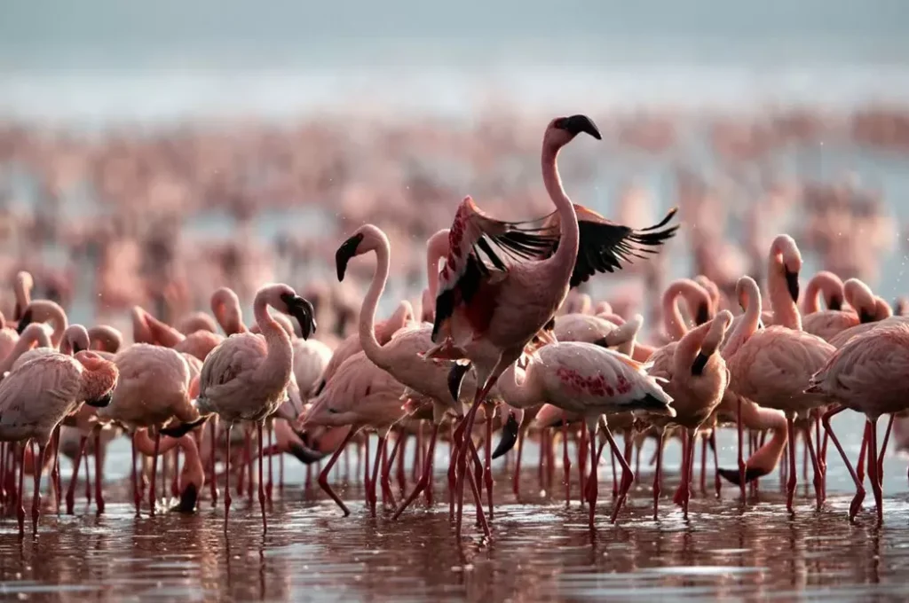 lake natron4