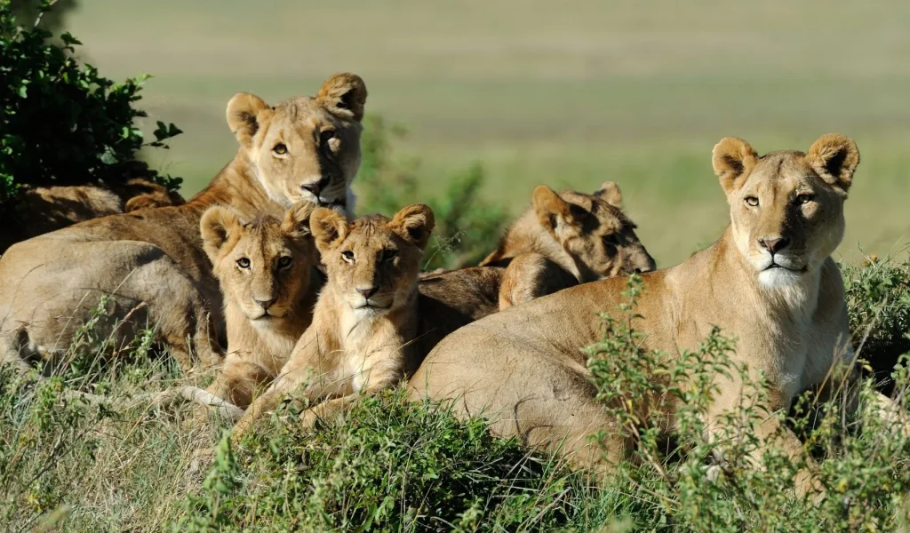 Ngorongoro Crater And Highlands