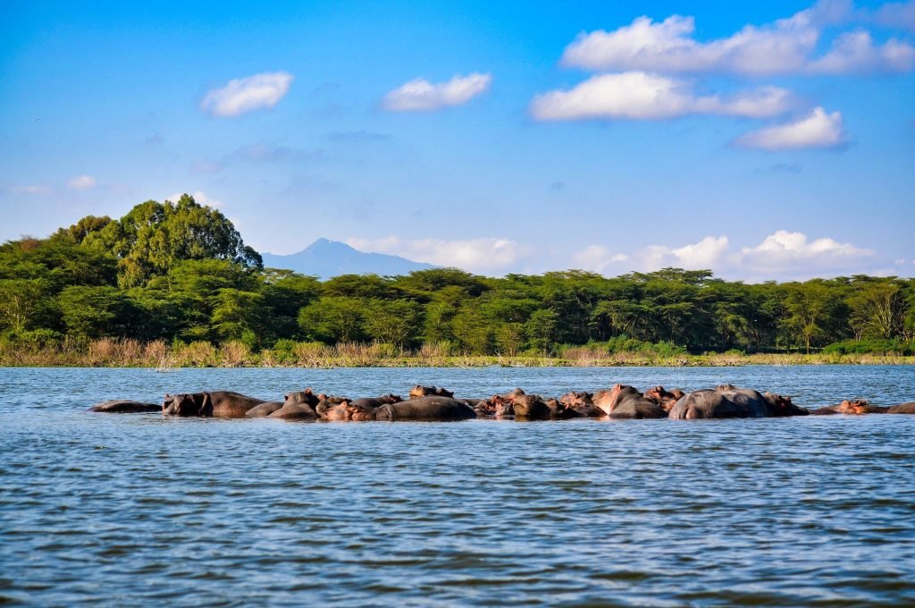 selous3