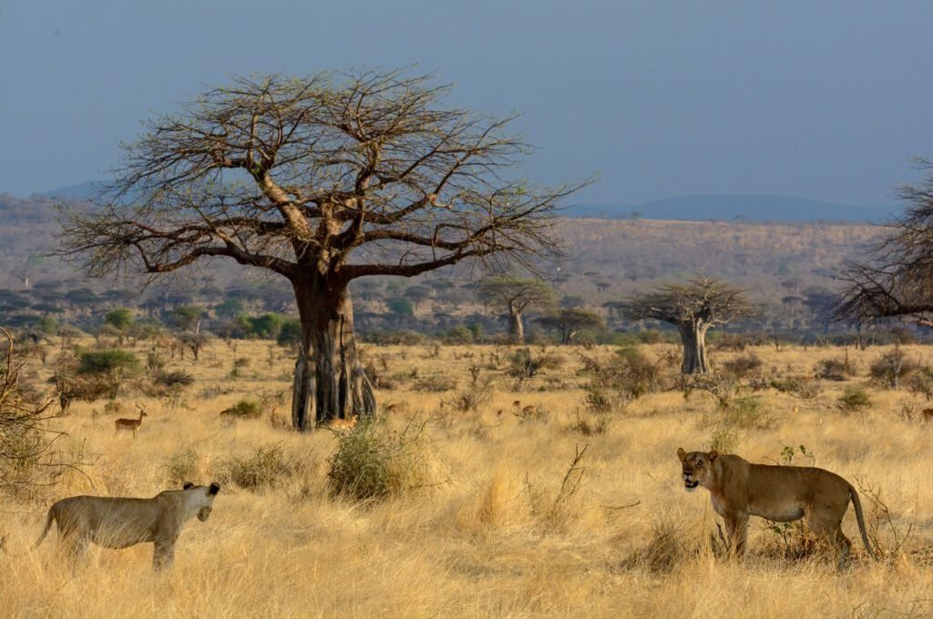 selous5